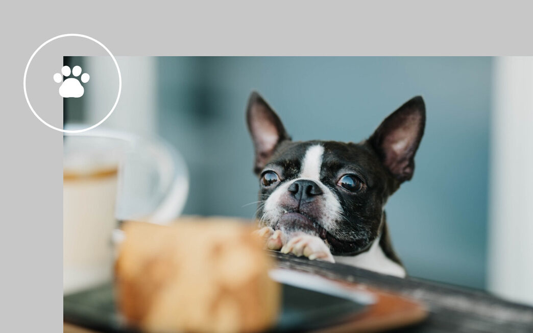 歯科セミナー×Dog Cake